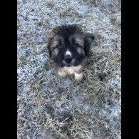 Caucasian Shepherd Dog