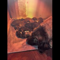 Caucasian Shepherd Dog