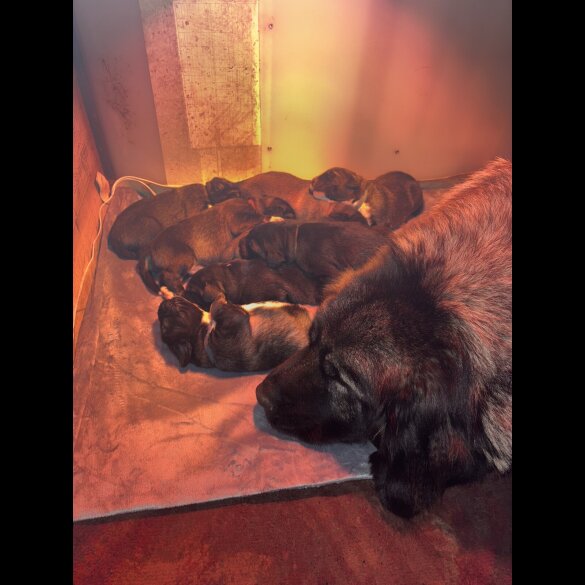 Caucasian Shepherd Dog