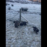 Caucasian Shepherd Dog