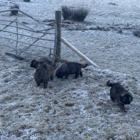 Caucasian Shepherd Dog