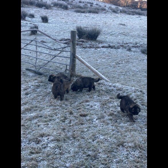 Caucasian Shepherd Dog