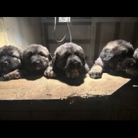 Caucasian Shepherd Dog