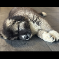 Caucasian Shepherd Dog