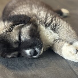 Caucasian Shepherd Dog