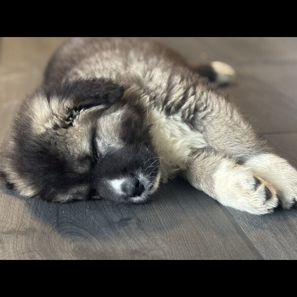 Caucasian Shepherd Dog