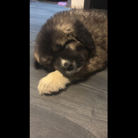 Caucasian Shepherd Dog