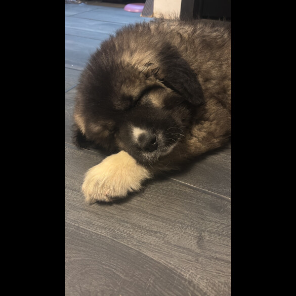 Caucasian Shepherd Dog