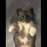 Caucasian Shepherd Dog