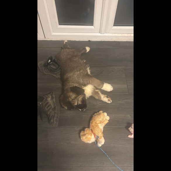 Caucasian Shepherd Dog