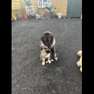 Caucasian Shepherd Dog