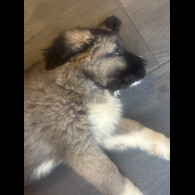 Caucasian Shepherd Dog