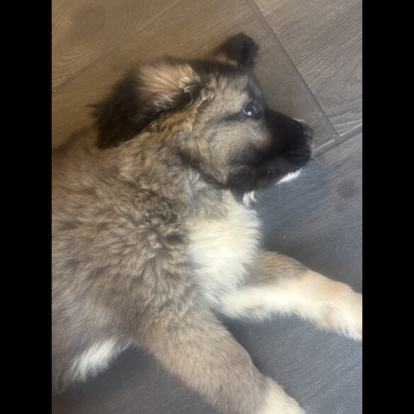 Caucasian Shepherd Dog