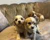 Cavachon