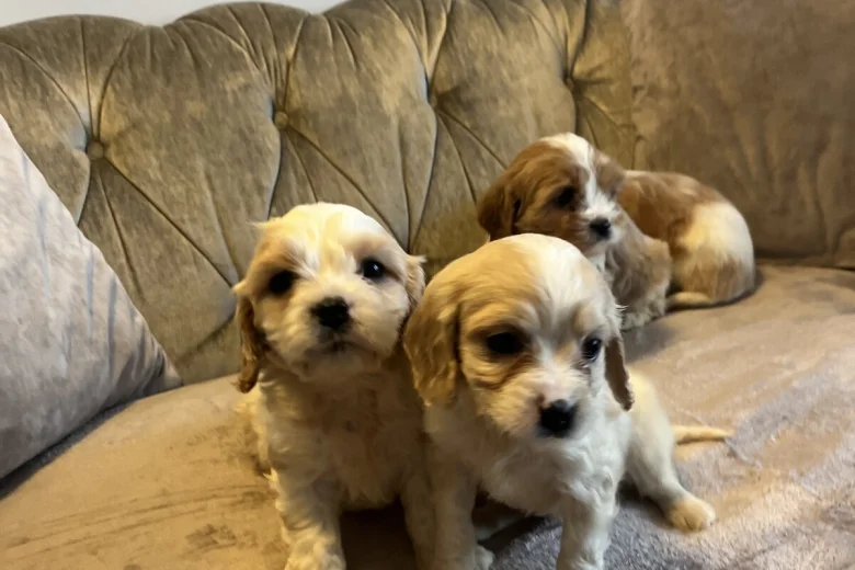 Cavachon