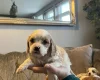 Cavachon