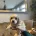 Cavachon