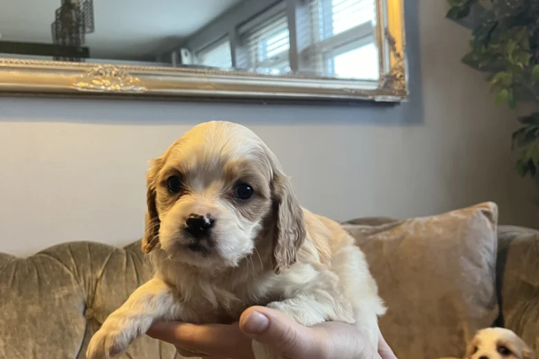Cavachon