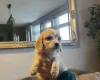 Cavachon