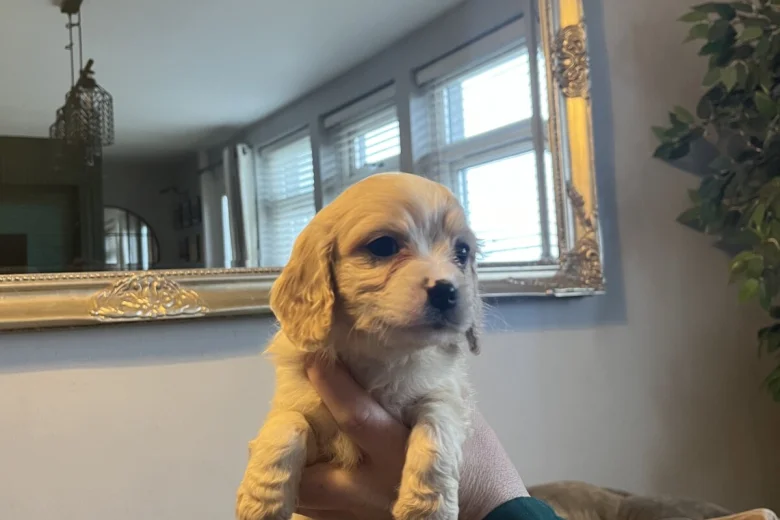 Cavachon