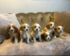 Cavachon