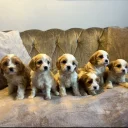 Cavachon