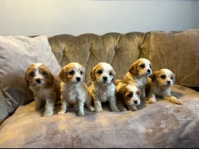 Cavachon