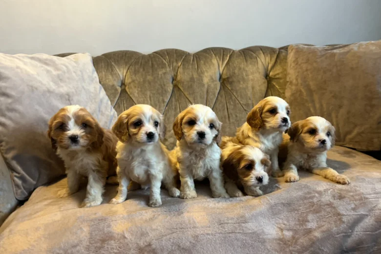 Cavachon