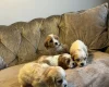Cavachon