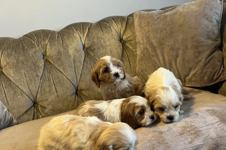 Cavachon