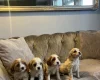 Cavachon