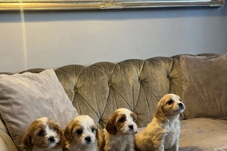 Cavachon