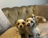 Cavachon