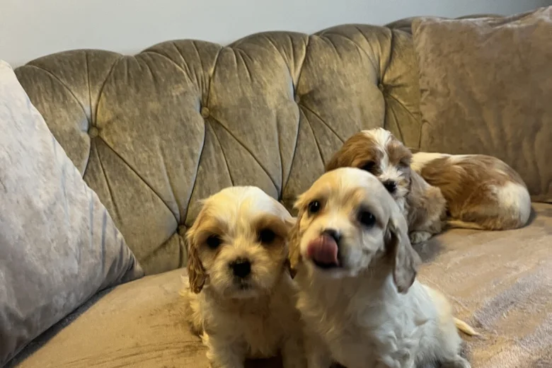 Cavachon