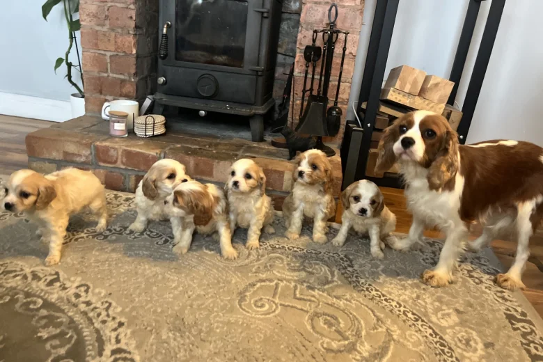 Cavachon
