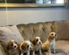 Cavachon