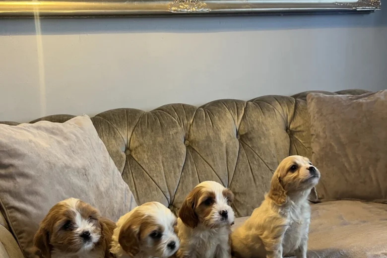 Cavachon