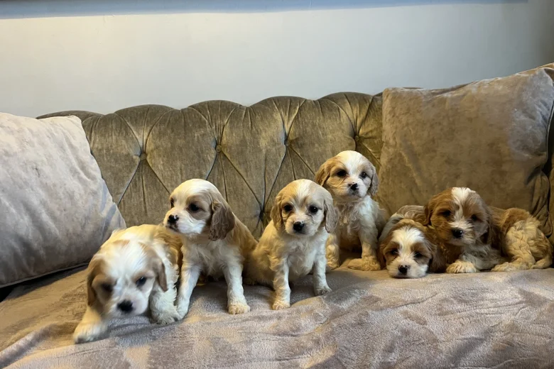 Cavachon