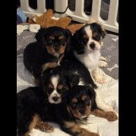 Cavalier King Charles Spaniel