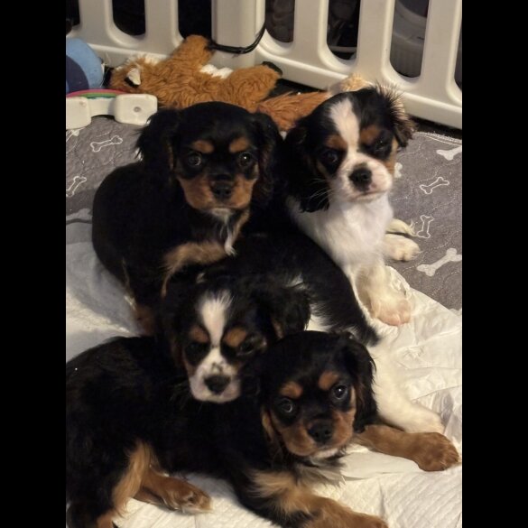 Cavalier King Charles Spaniel