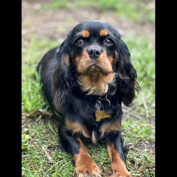 Cavalier King Charles Spaniel