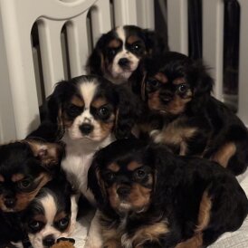 Cavalier King Charles Spaniel