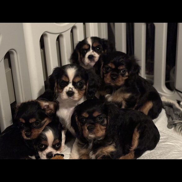 Cavalier King Charles Spaniel