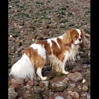 Cavalier King Charles Spaniel