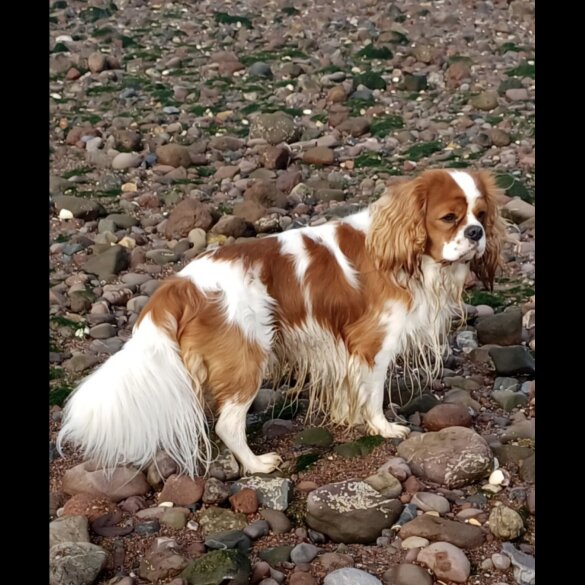 Cavalier King Charles Spaniel