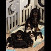 Cavalier King Charles Spaniel