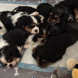 Cavalier King Charles Spaniel