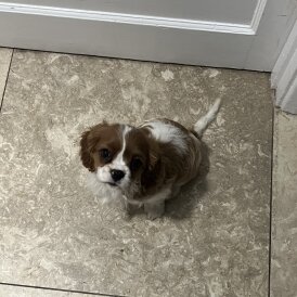 Cavalier King Charles Spaniel