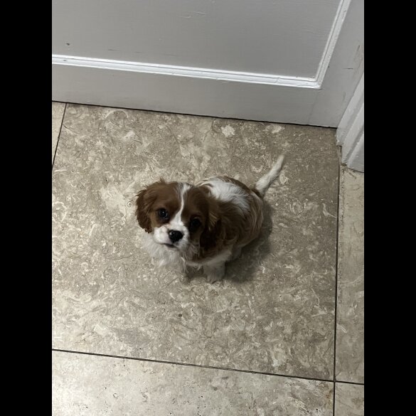 Cavalier King Charles Spaniel