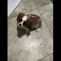Cavalier King Charles Spaniel